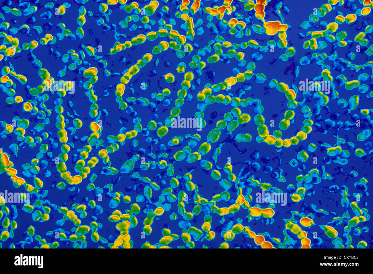 STREPTOCOCCUS PYOGENES Stockfoto