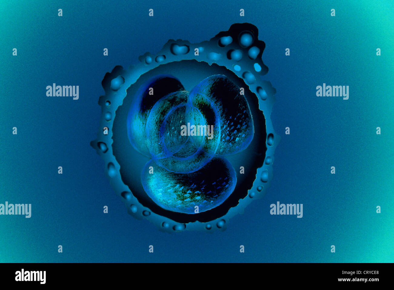 EMBRYO, ILLUSTRATION Stockfoto