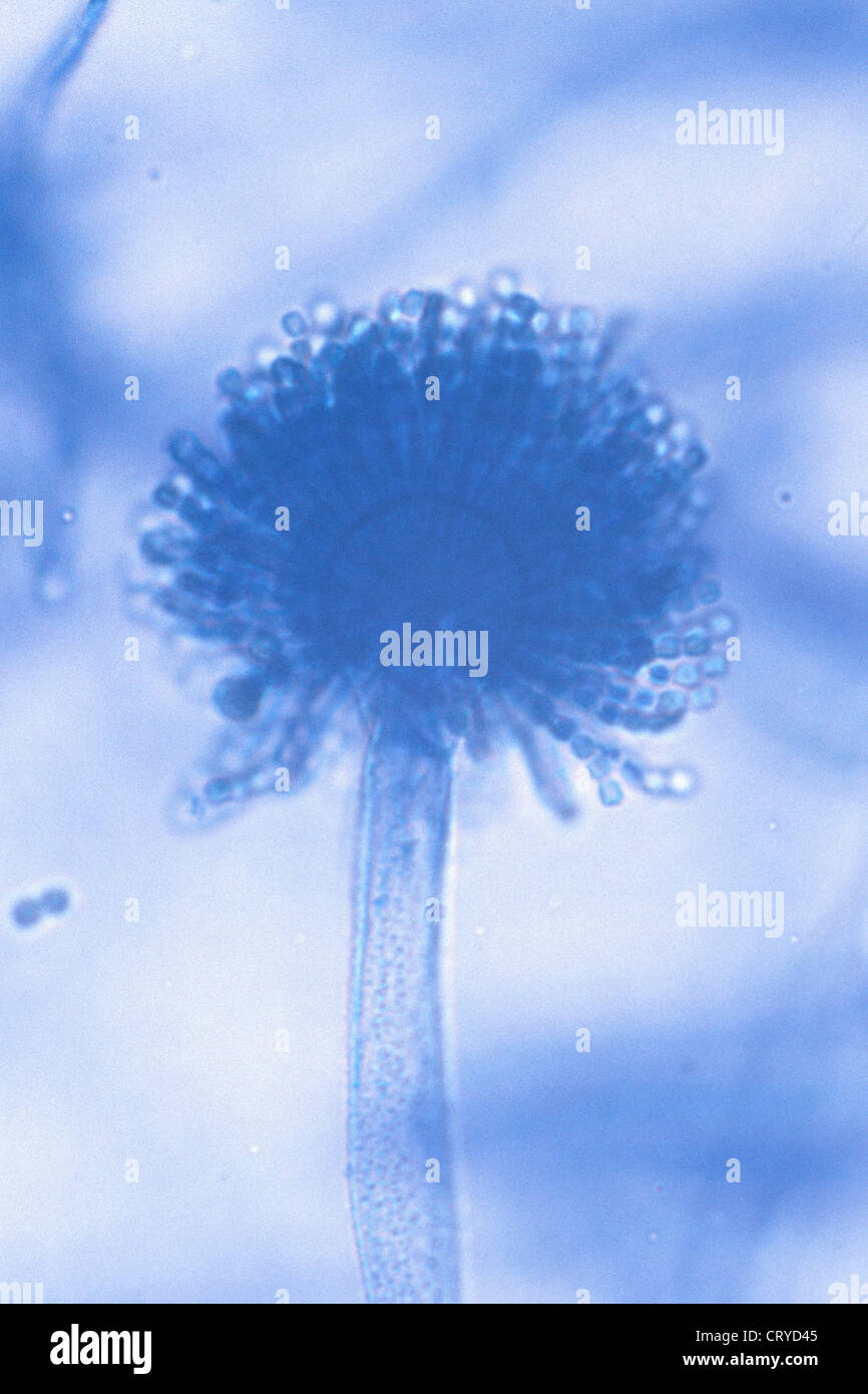Aspergillus sp Fotos und Bildmaterial in hoher Auflösung Alamy