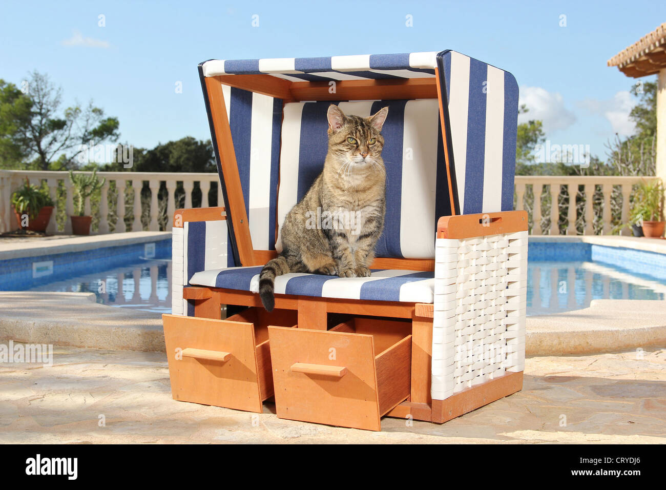Inländische Katze Tabby Katze Terrasse sitzen überdachte Strandkorb  Stockfotografie - Alamy