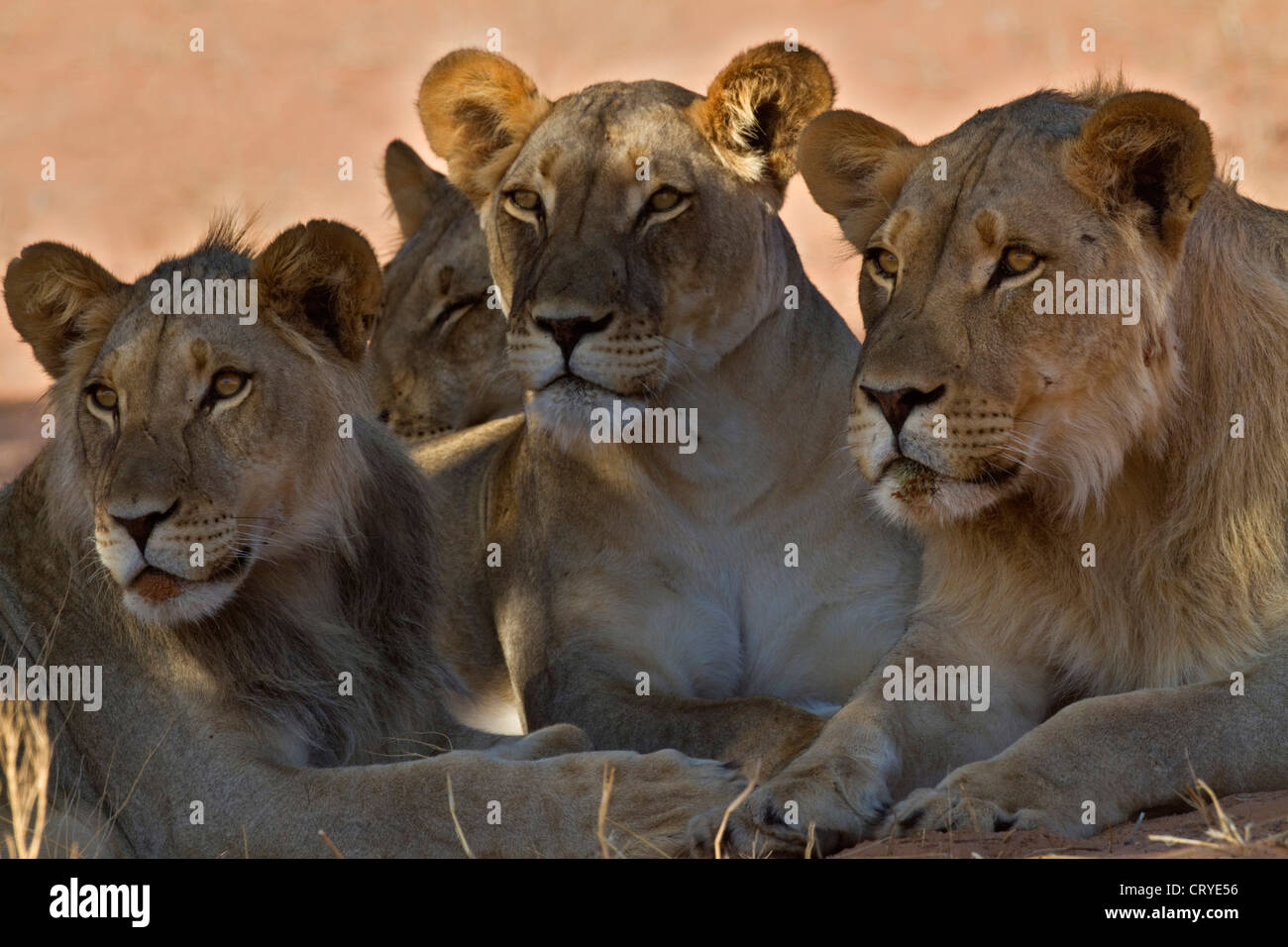Engen Porträt ein Rudel Löwen suchen Warnung Stockfoto