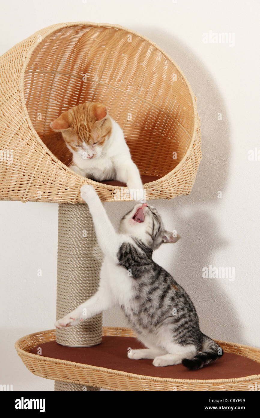 Inländische Katze zwei Kätzchen kratzen Pol zu kämpfen Stockfoto