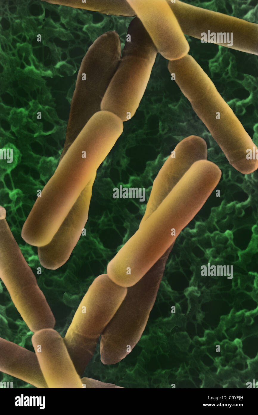 Bacillus Subtilis Bacteria Stockfotos und bilder Kaufen Alamy