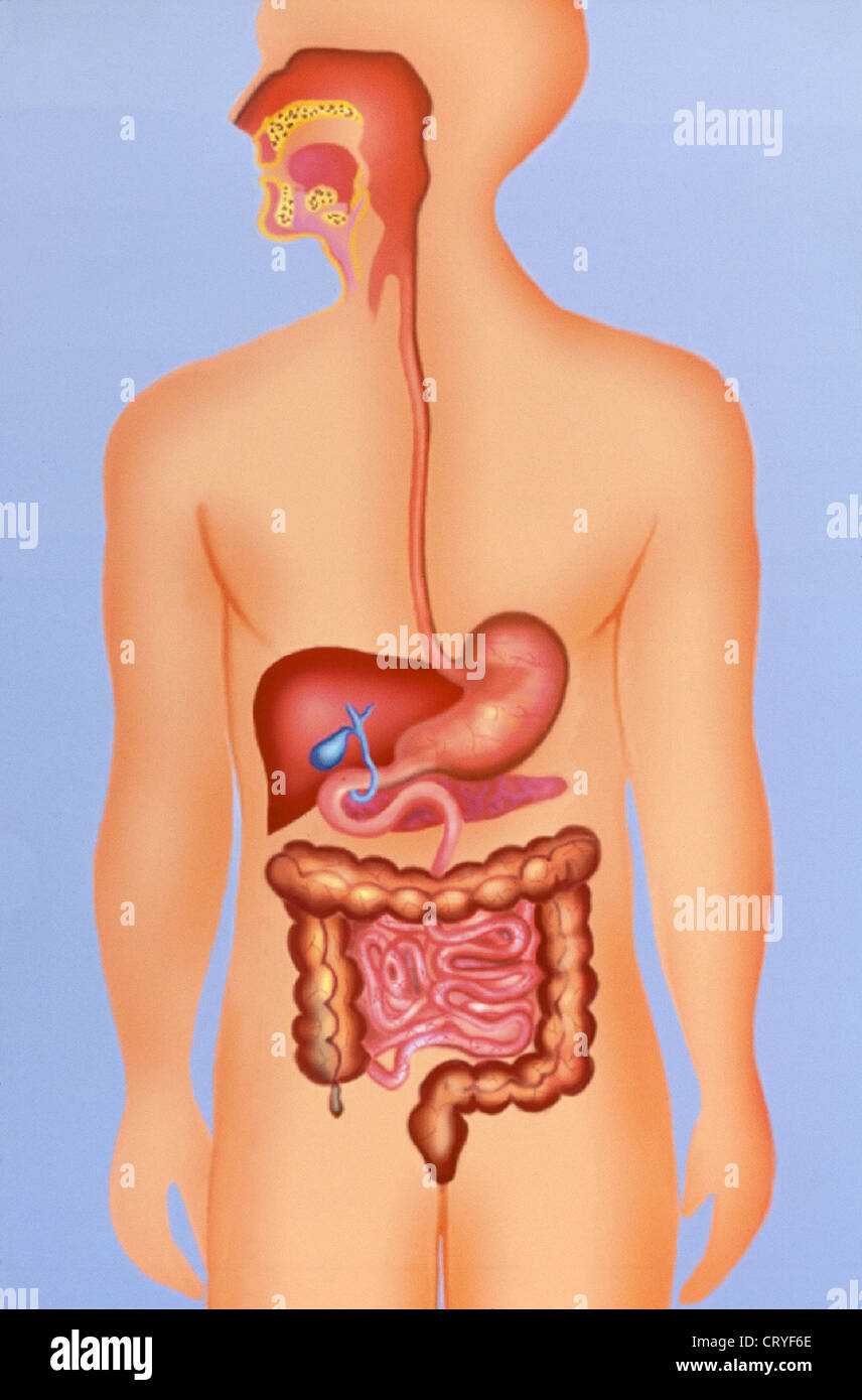 VERDAUUNGSSYSTEM, ILLUSTRATION Stockfoto