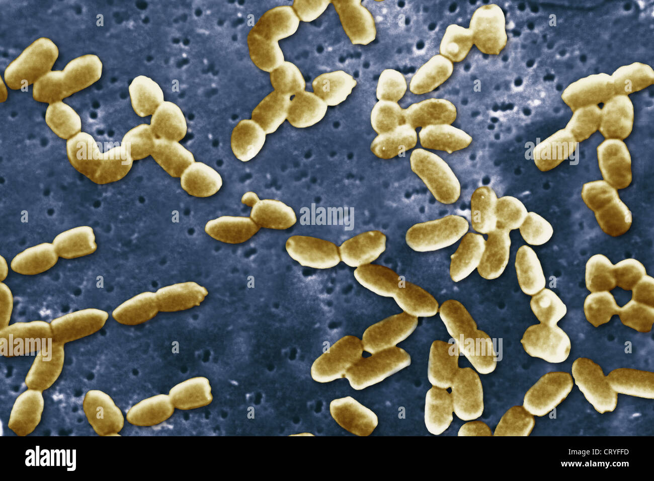 PSEUDOMONAS AERUGINOSA Stockfoto