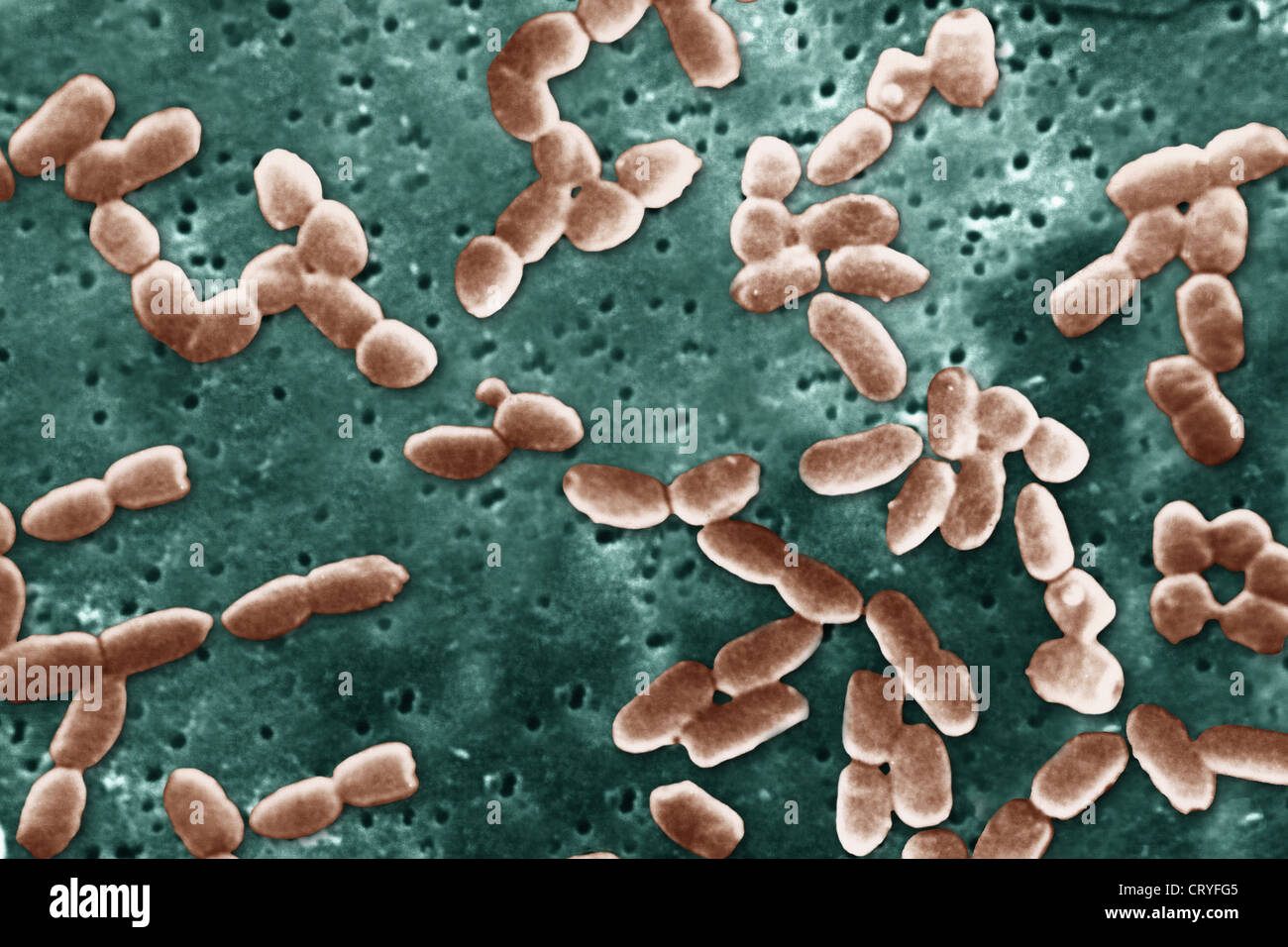 PSEUDOMONAS AERUGINOSA Stockfoto