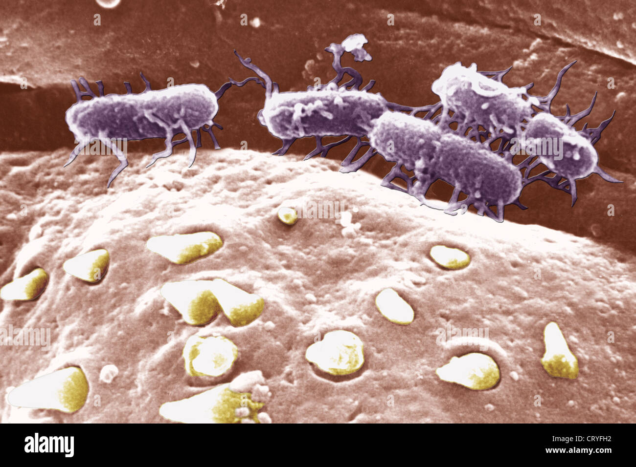 SALMONELLA TYPHI Stockfoto