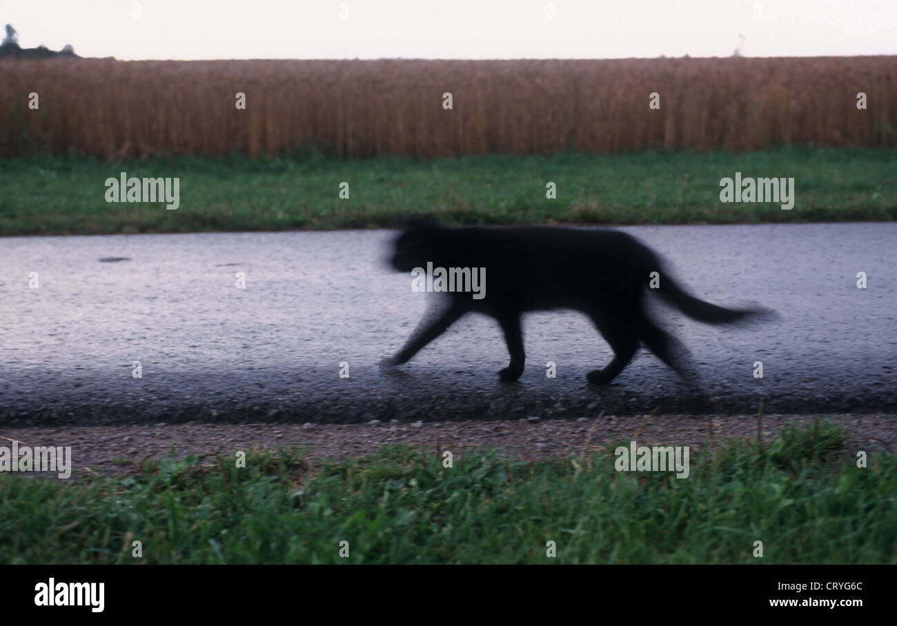 Schwarze Katze läuft entlang einer Straße Stockfoto