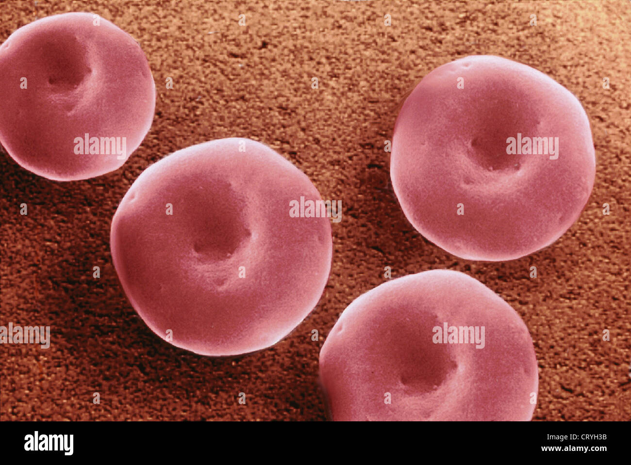 RED BLOOD CELL Stockfoto
