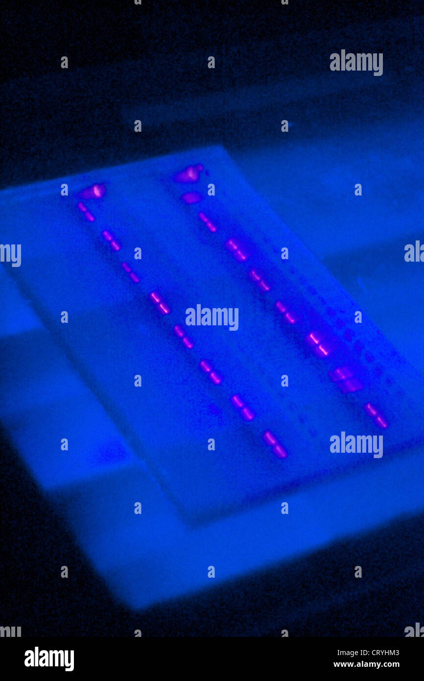 GENETIKFORSCHUNG Stockfoto