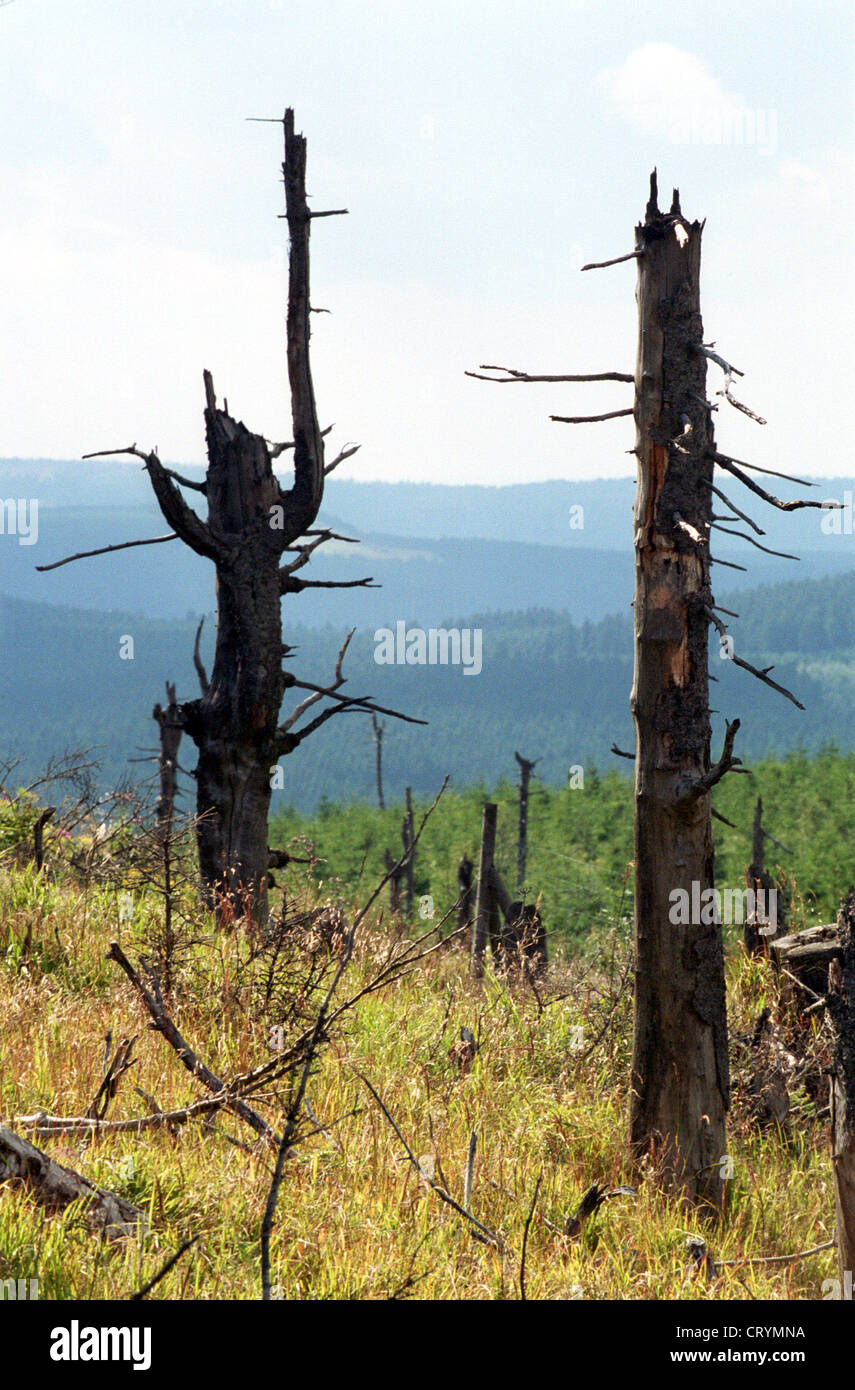 Entwaldung auf den Wurm im Harz Stockfoto