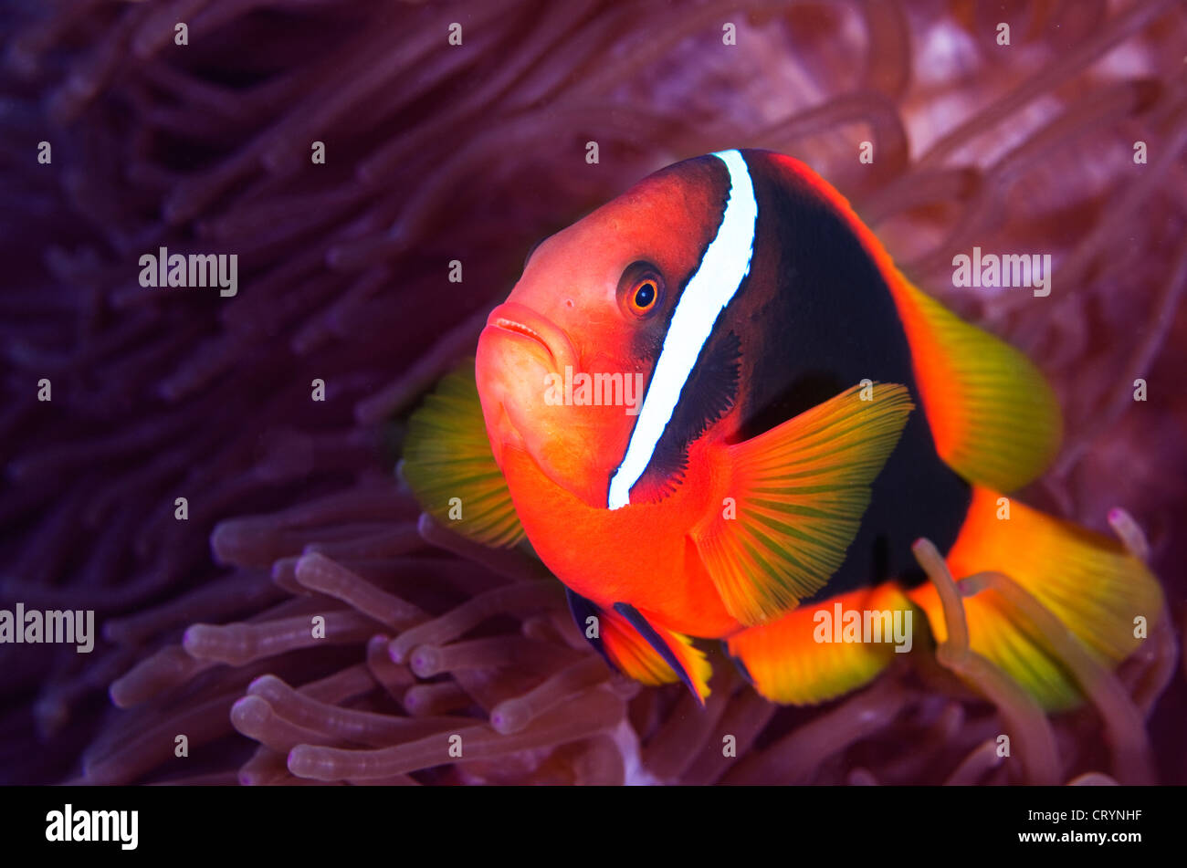 Tomaten Anemonenfisch mit Anemone, Okinawa, Japan Stockfoto