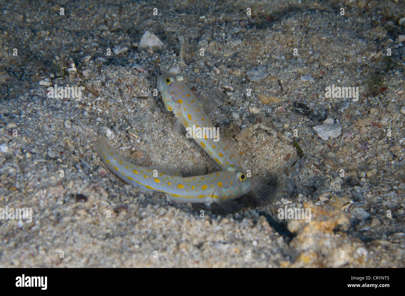 Grundeln Fisch - Tauchen am Kap Maeda, Okinawa, Japan Stockfoto