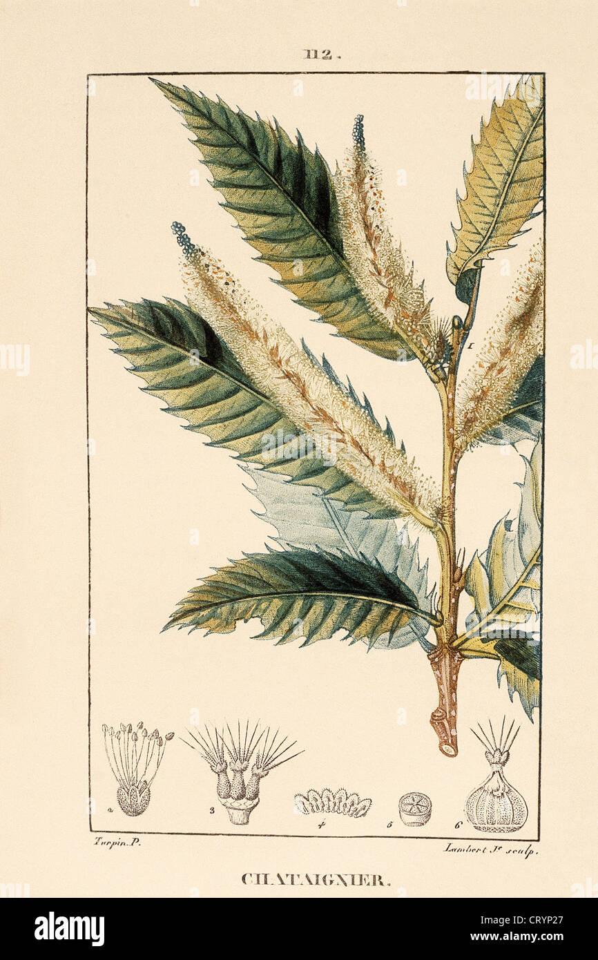 KASTANIENBAUM Stockfoto