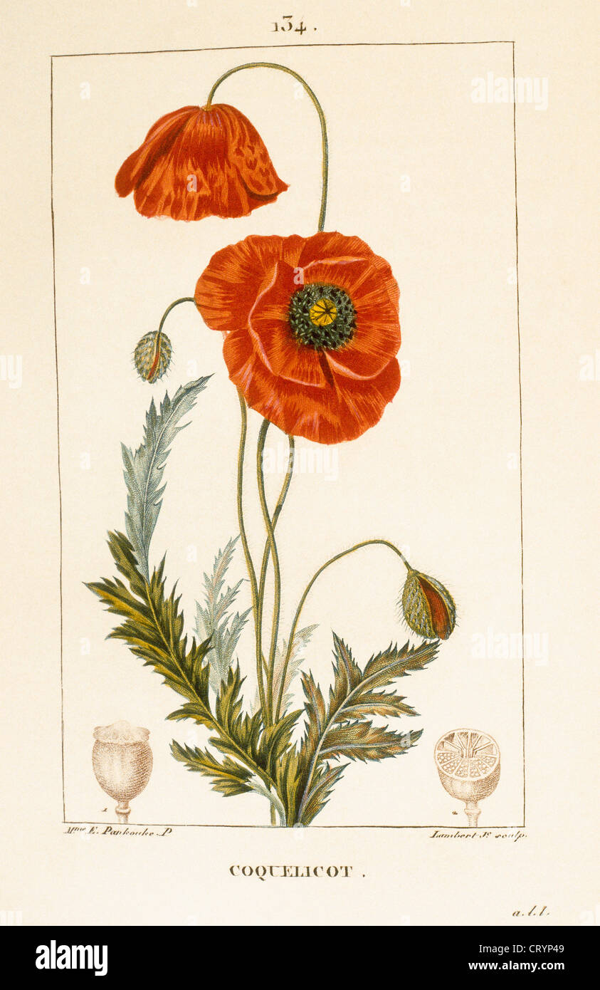 ROTE MOHNBLUME Stockfoto