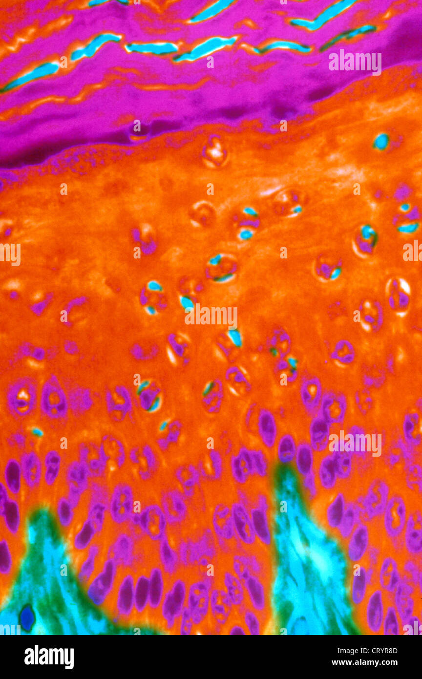 HAUT, HISTOLOGIE Stockfoto