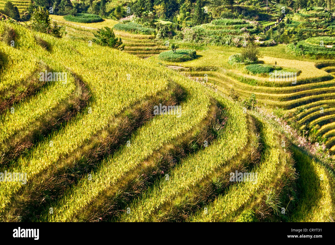 Longji Terrassen Reisfelder in der Nähe von Guilin, Guangxi - China Stockfoto