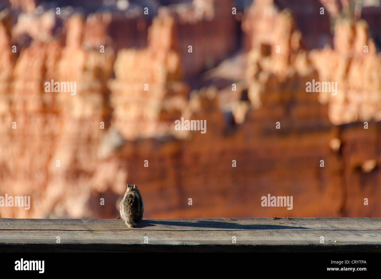 Eichhörnchen sitzend auf einer Bank und beobachten den Sonnenaufgang im Bryce Canyon in Utah Stockfoto