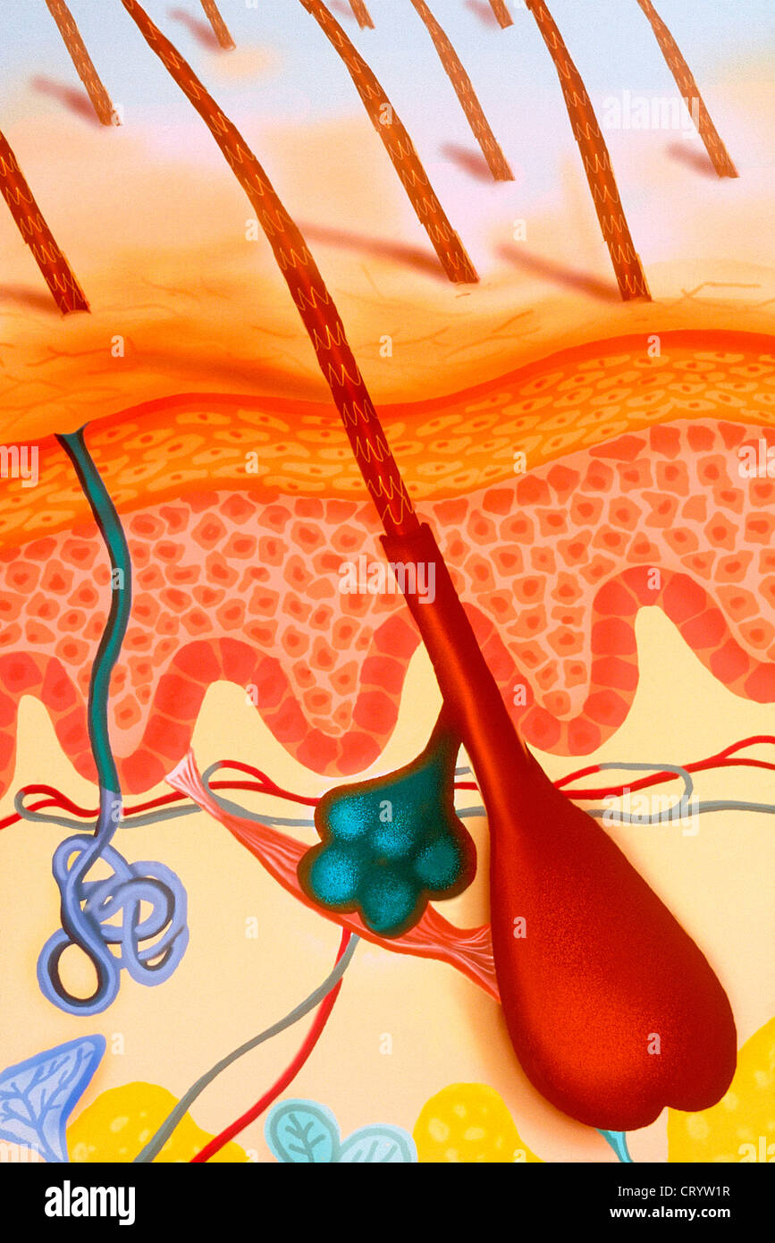 KÖRPERBEHAARUNG, ZEICHNUNG Stockfoto