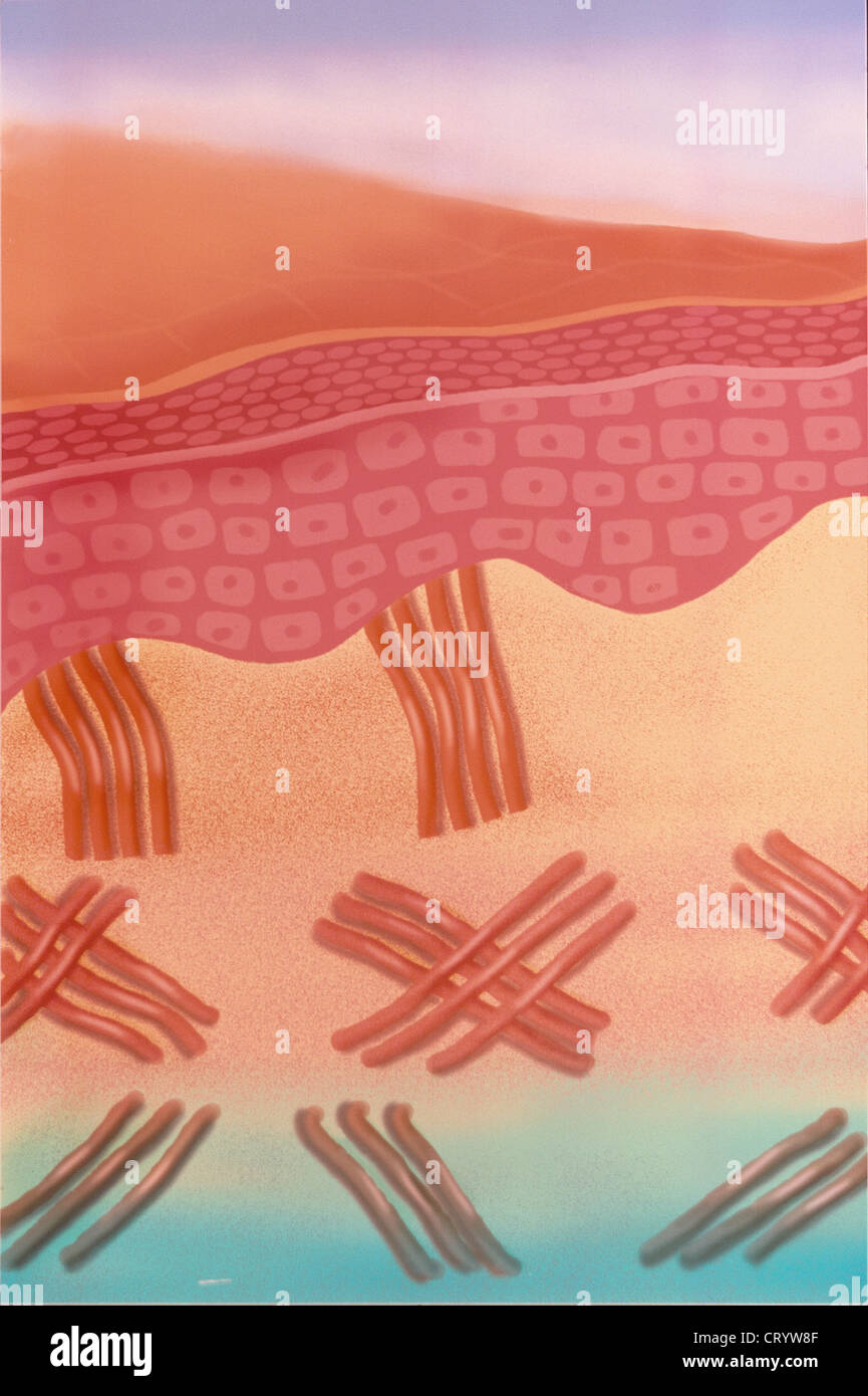 HAUT, ILLUSTRATION Stockfoto