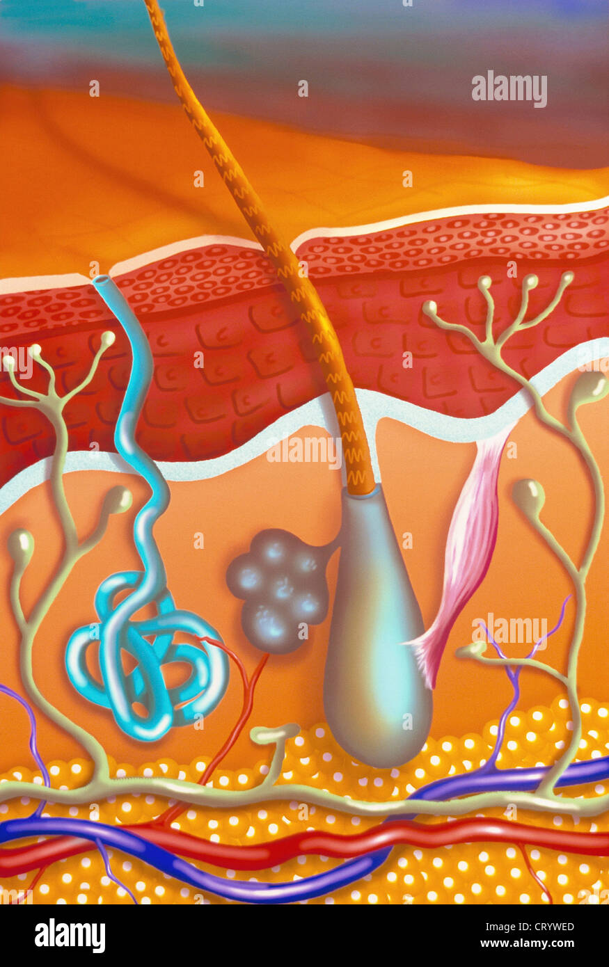 HAUT, ILLUSTRATION Stockfoto