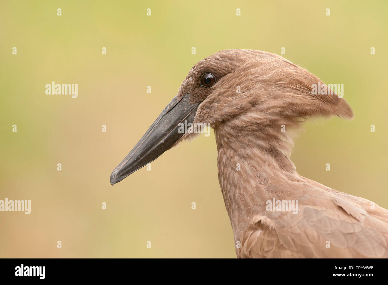 Hamerkop - die ungewöhnlichsten Vogel in Afrika Stockfoto