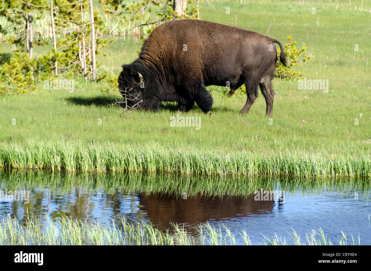 Bison spiegelt sich in den See im Yellowstone Natinal Park in Wyoming in den Vereinigten Staaten von Amerika Stockfoto