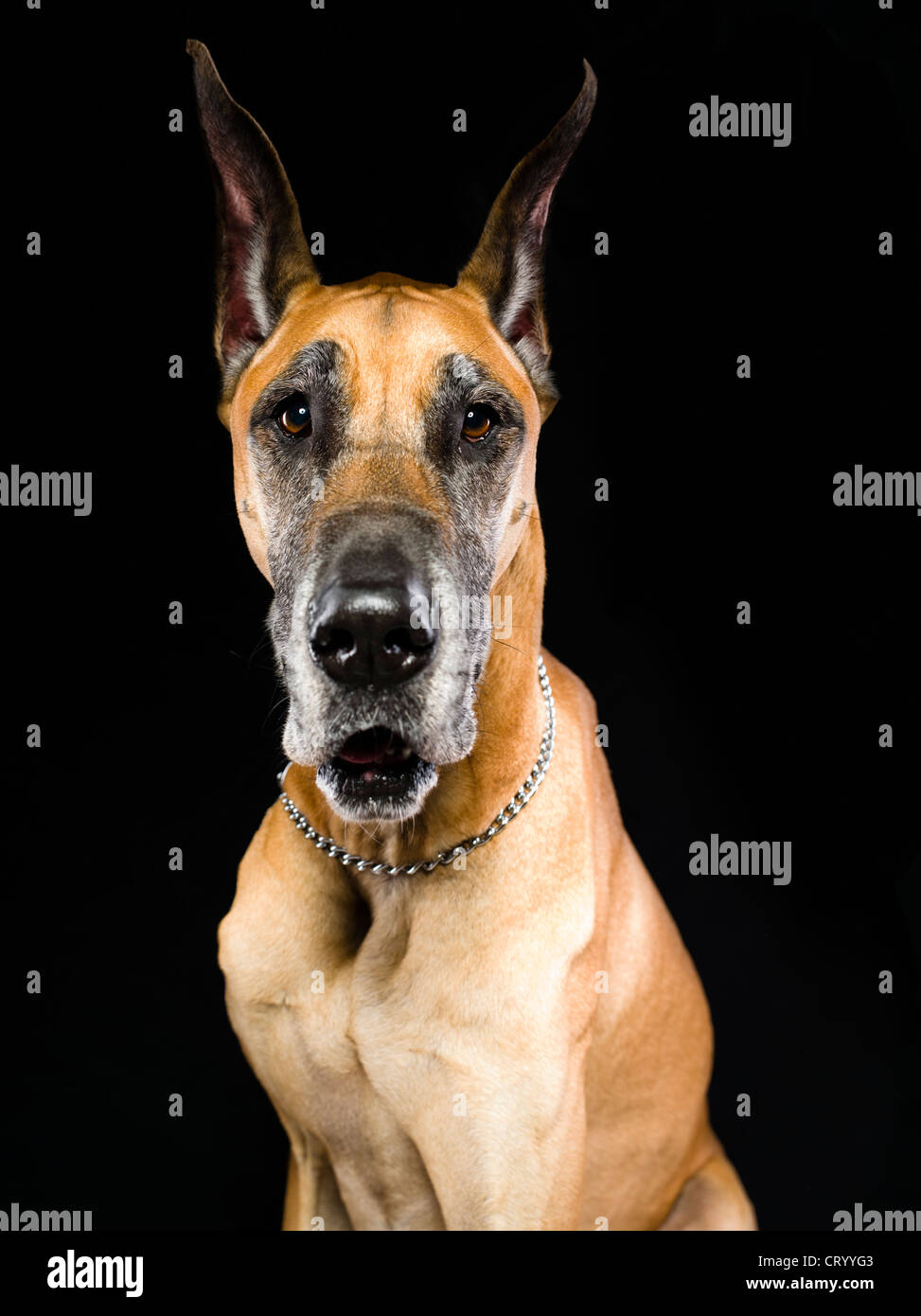 Fawn Farbe Dogge Portrait Stockfoto