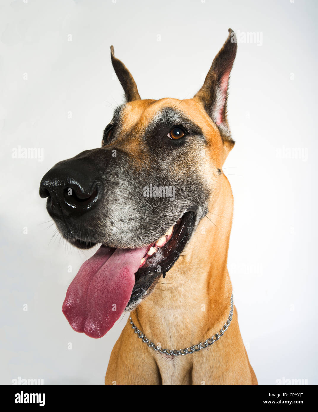 Fawn Farbe Dogge Portrait Stockfoto