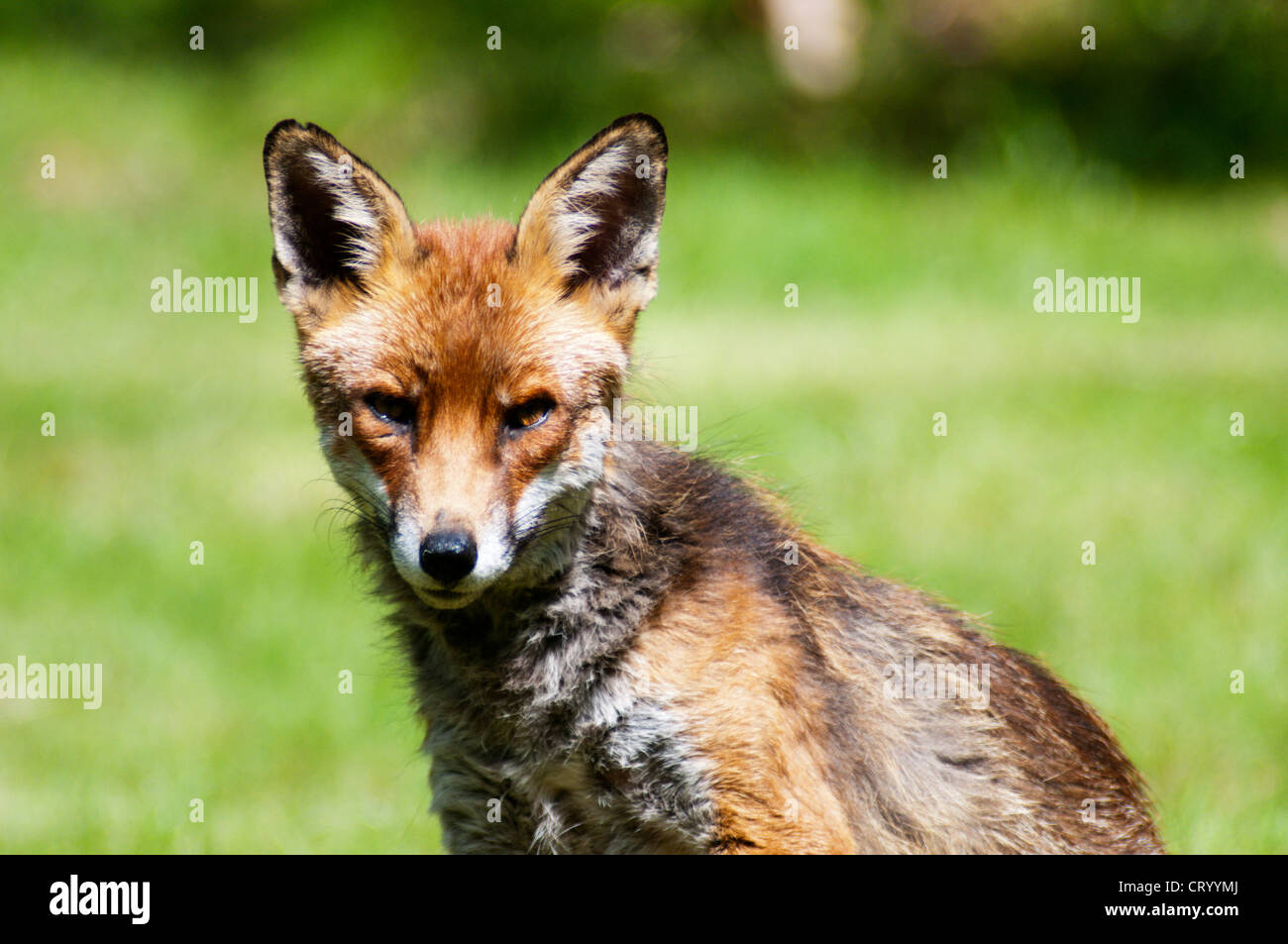 Ein urban Fuchs in einem Garten in Süd-London. Stockfoto