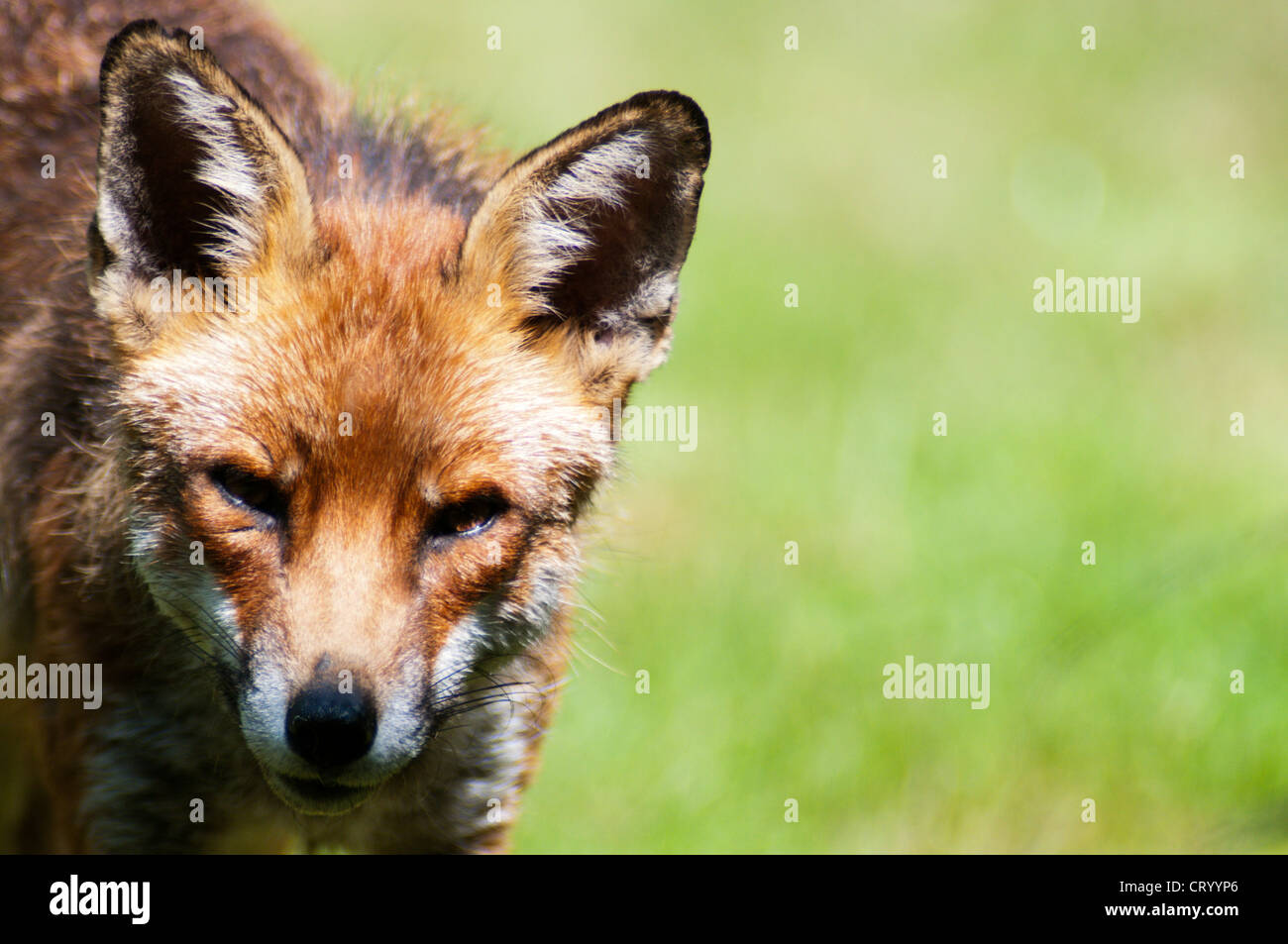 Ein urban Fuchs in einem Garten in Süd-London. Stockfoto