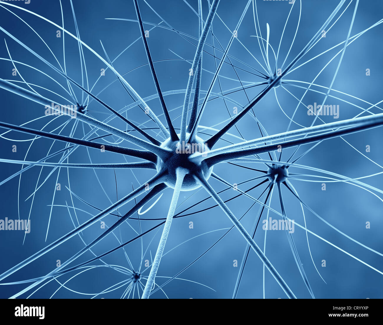 Das Gehirn - Neuronen und Nervensystem Stockfoto