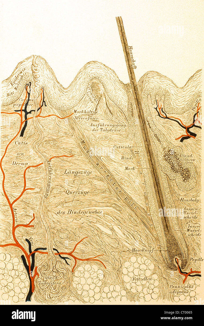 KÖRPERBEHAARUNG, ZEICHNUNG Stockfoto