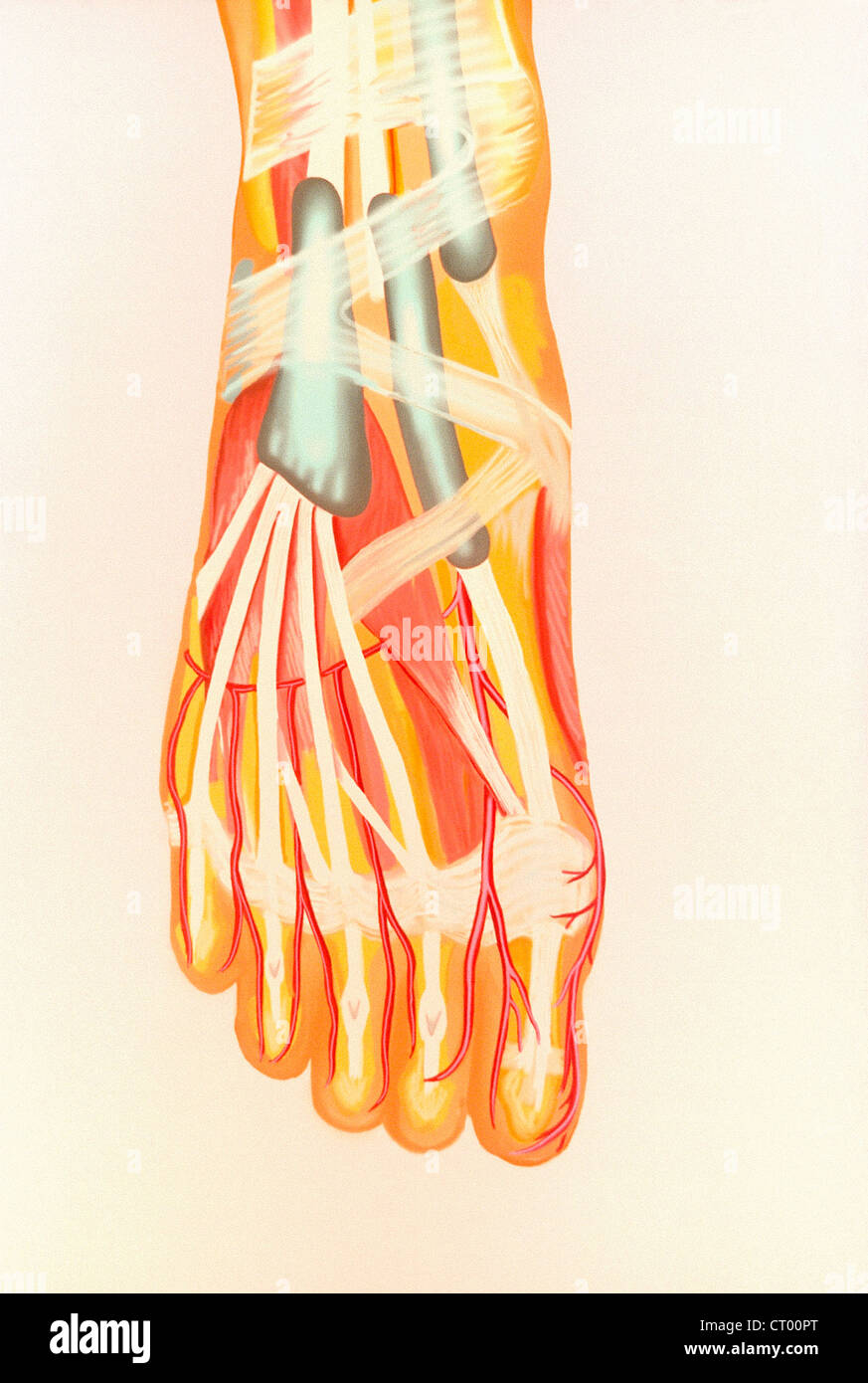 Fuß anatomie sehnen bänder -Fotos und -Bildmaterial in hoher Auflösung ...
