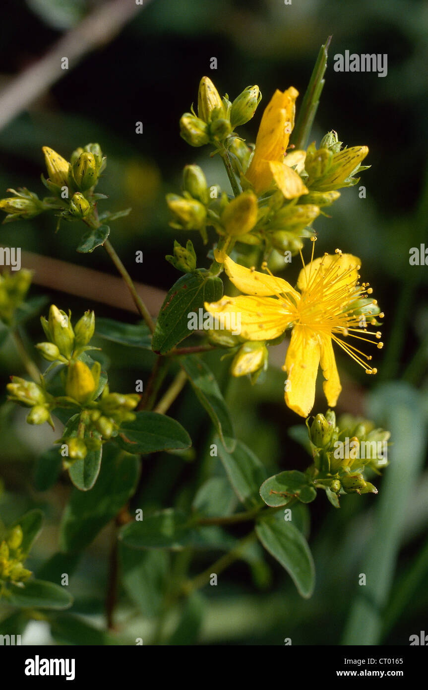 PERFORIEREN SIE JOHANNISKRAUT Stockfoto