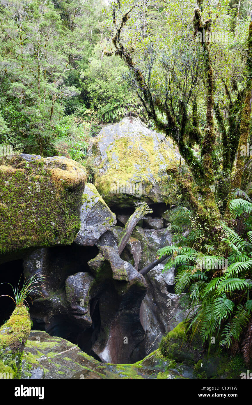 Urzeitliche gemäßigten Regenwald rund um die Kluft, Fiordland, Südinsel von Neuseeland 2 Stockfoto