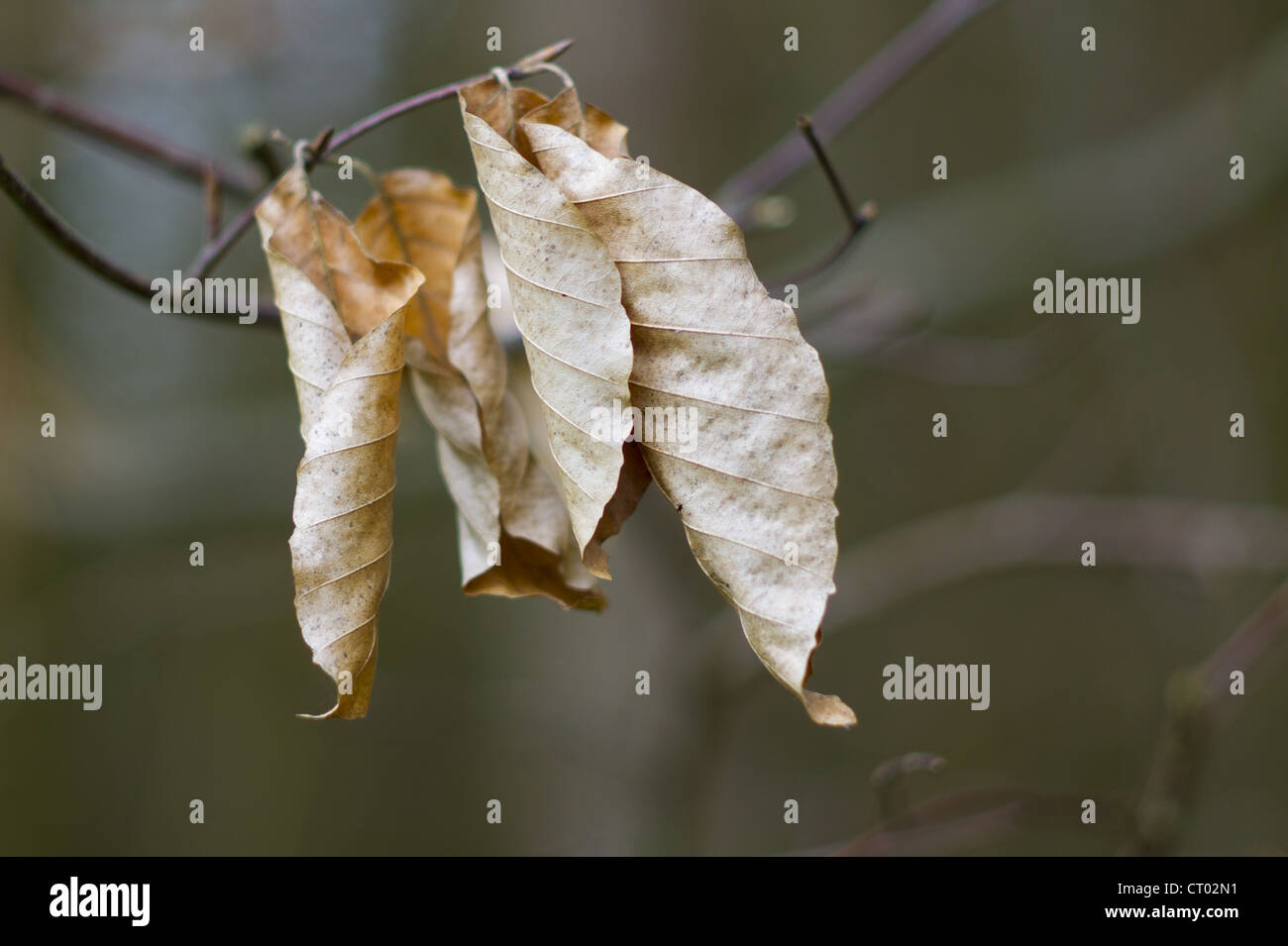 Buche-Blätter im Winter Form in Swinbrook in den Cotswolds, Oxfordshire, Vereinigtes Königreich Stockfoto