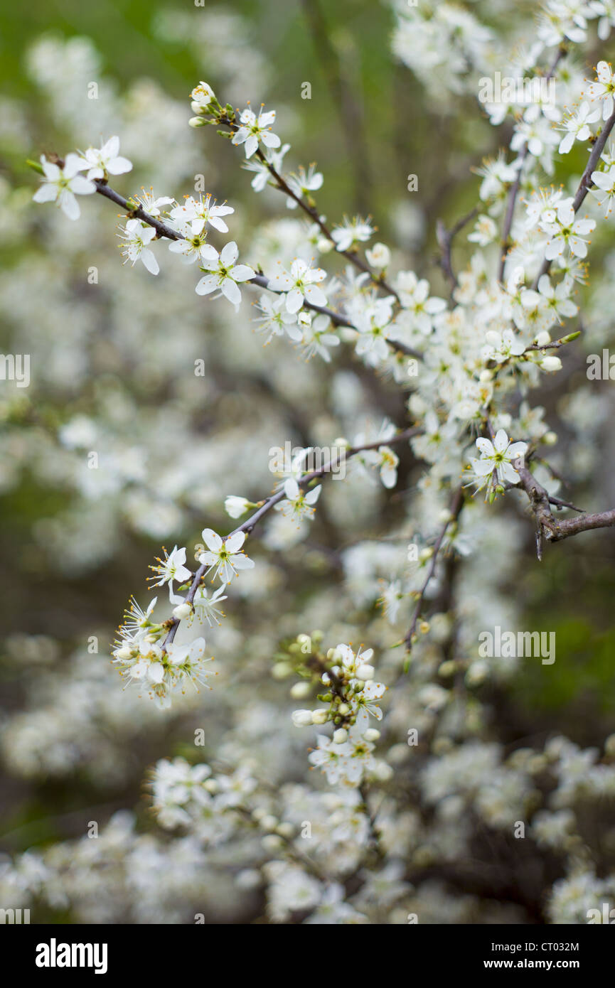 Weissdorn Blüte Crataegus Monogyna, im Frühling in Swinbrook in den Cotswolds, Oxfordshire, Vereinigtes Königreich Stockfoto