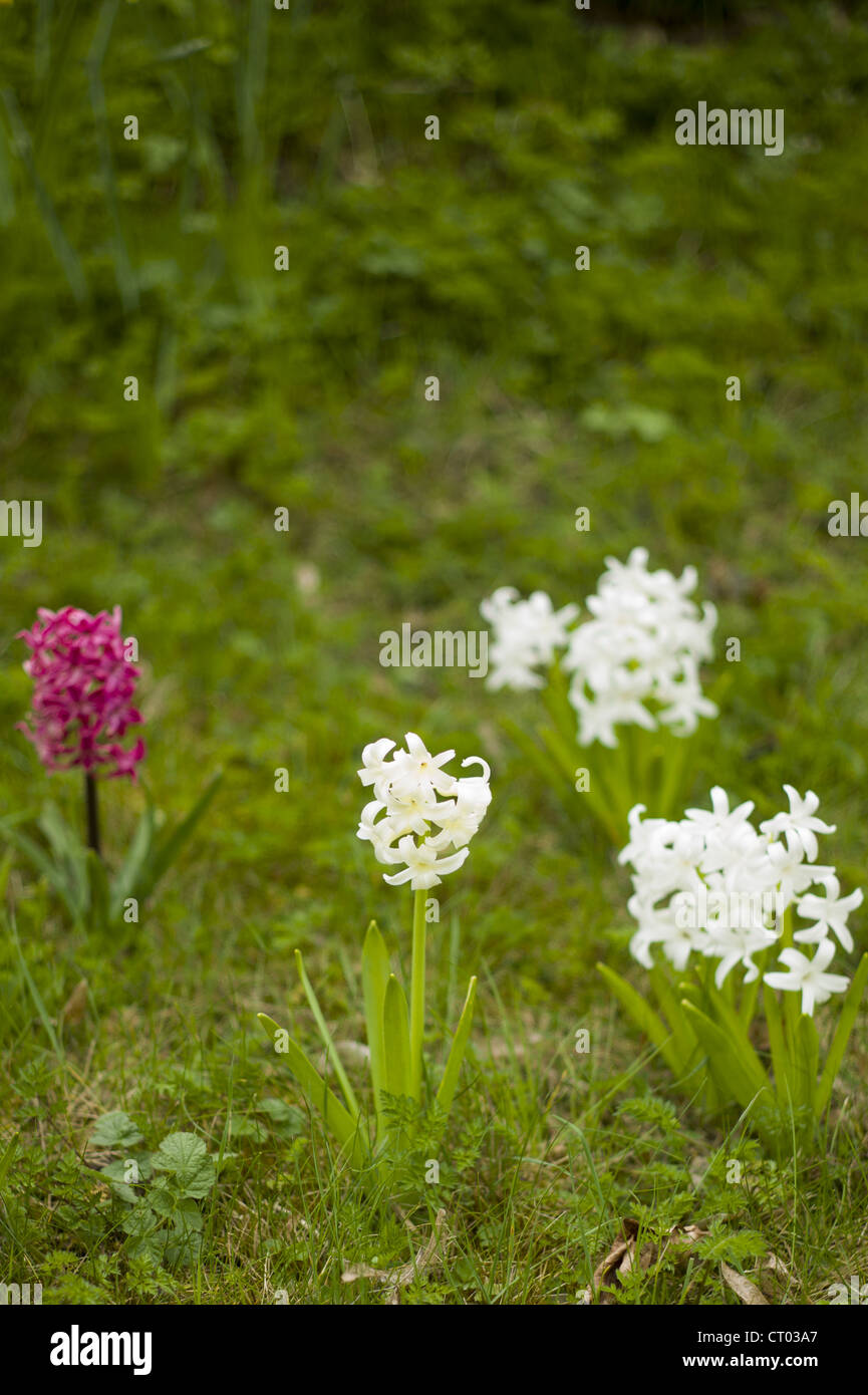 Hyazinthen, Hyacinthus Orientalis, im Frühling in Swinbrook in den Cotswolds, Oxfordshire, Vereinigtes Königreich Stockfoto