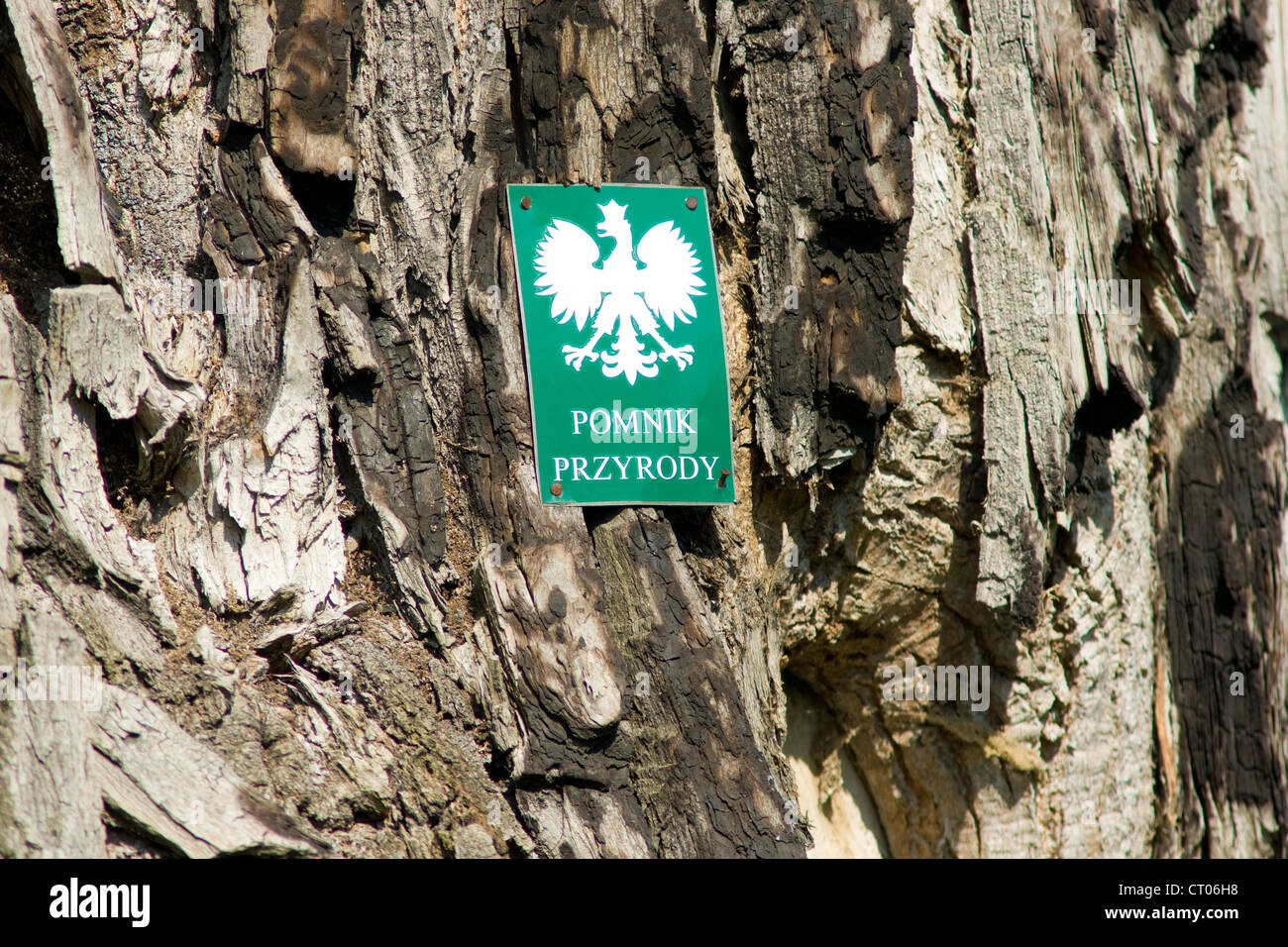 Alte Linde. Naturschutzgebiet in Polen Stockfoto