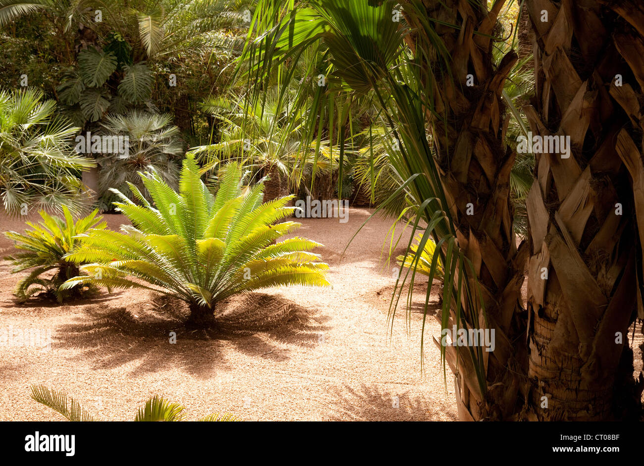 Palmen im Jardin Majorelle (Majorelle Garten), Marrakesch Marokko Afrika Stockfoto