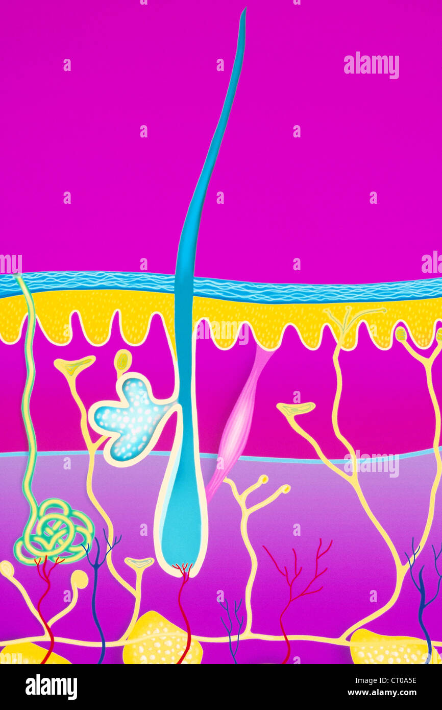 HAUT, ILLUSTRATION Stockfoto