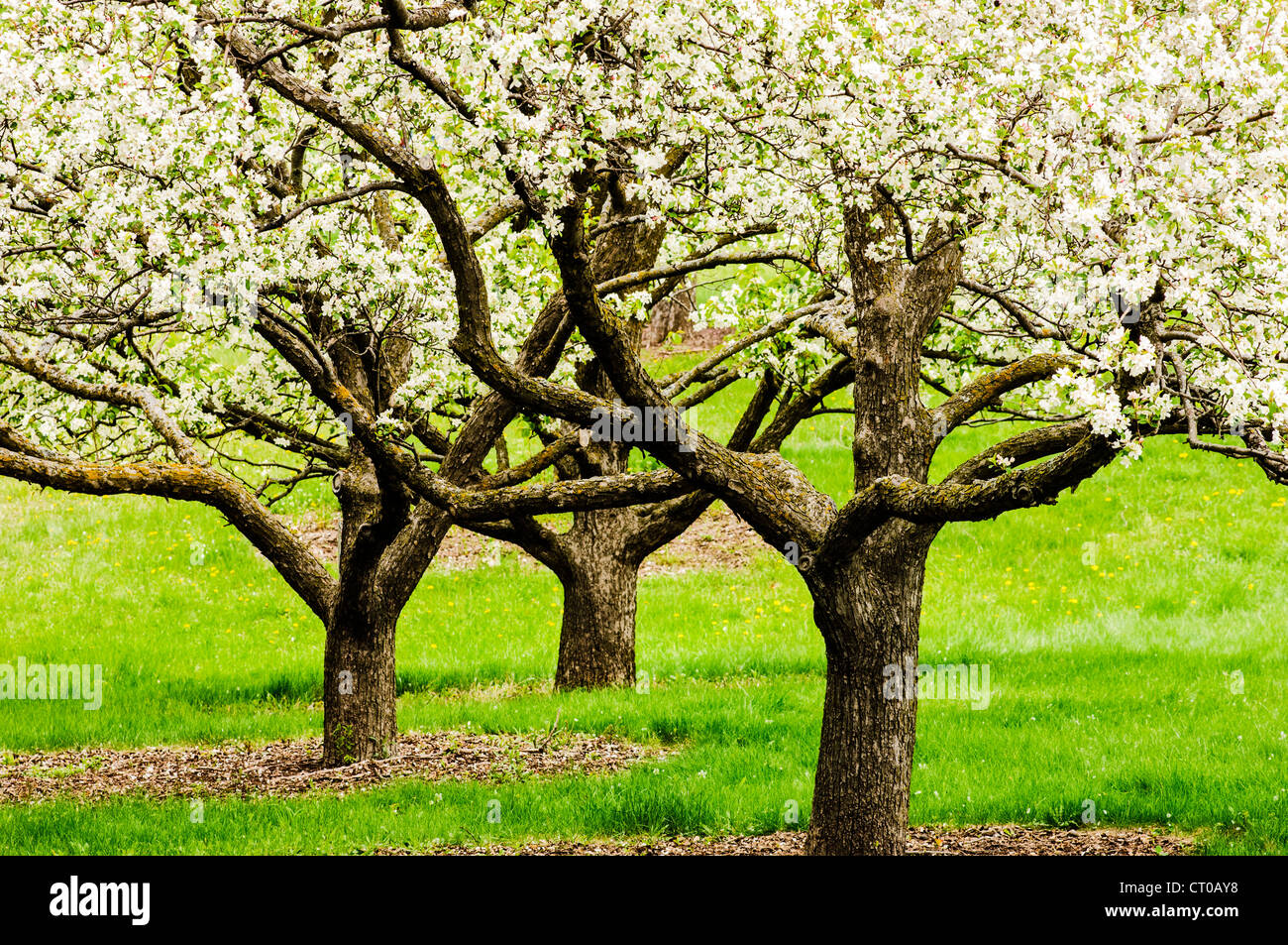 Drei Apfelbäume in voller Blüte an der University of Minnesota Landschaft Arboretum im Frühjahr. Stockfoto