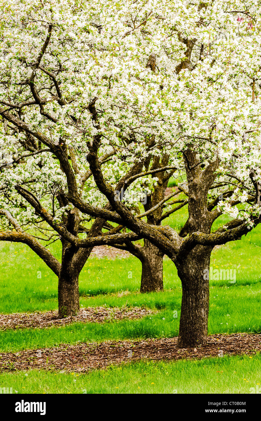 Drei Apfelbäume in voller Blüte an der University of Minnesota Landschaft Arboretum im Frühjahr. Stockfoto