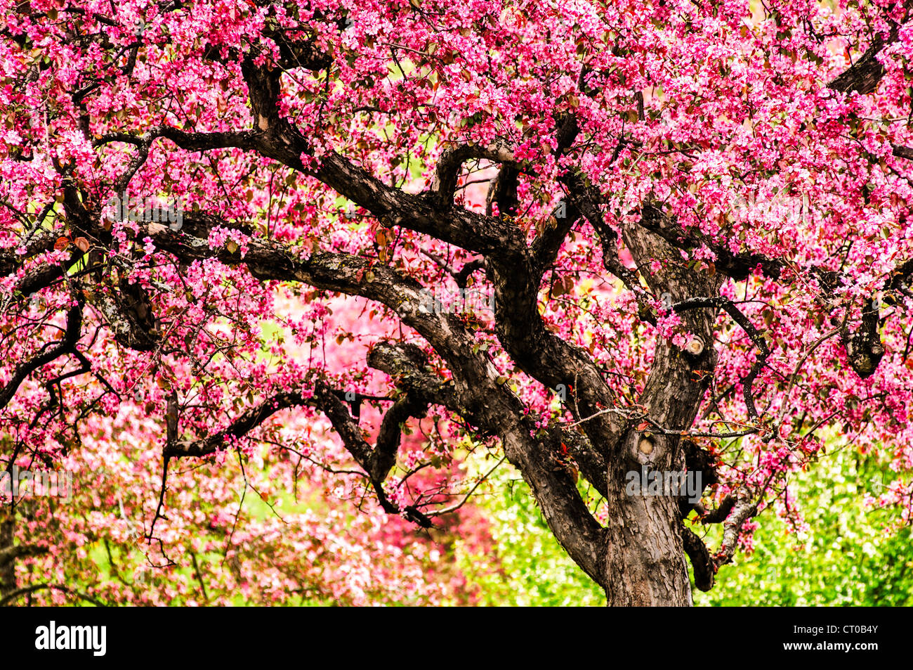 Apfelbäume in voller Blüte an der University of Minnesota Landschaft Arboretum im Frühjahr. Stockfoto
