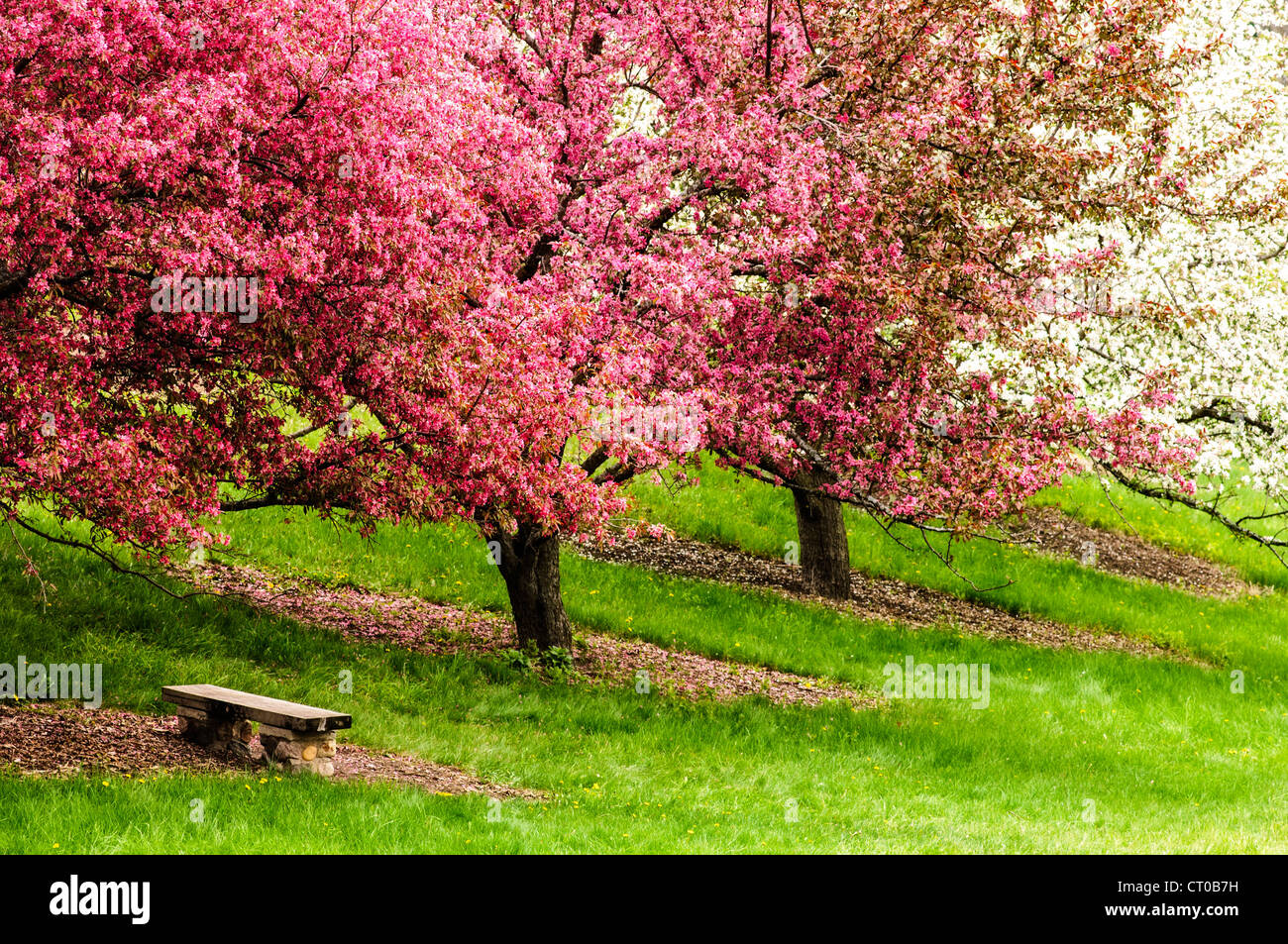 Apfelbäume in voller Blüte an der University of Minnesota Landschaft Arboretum im Frühjahr. Stockfoto