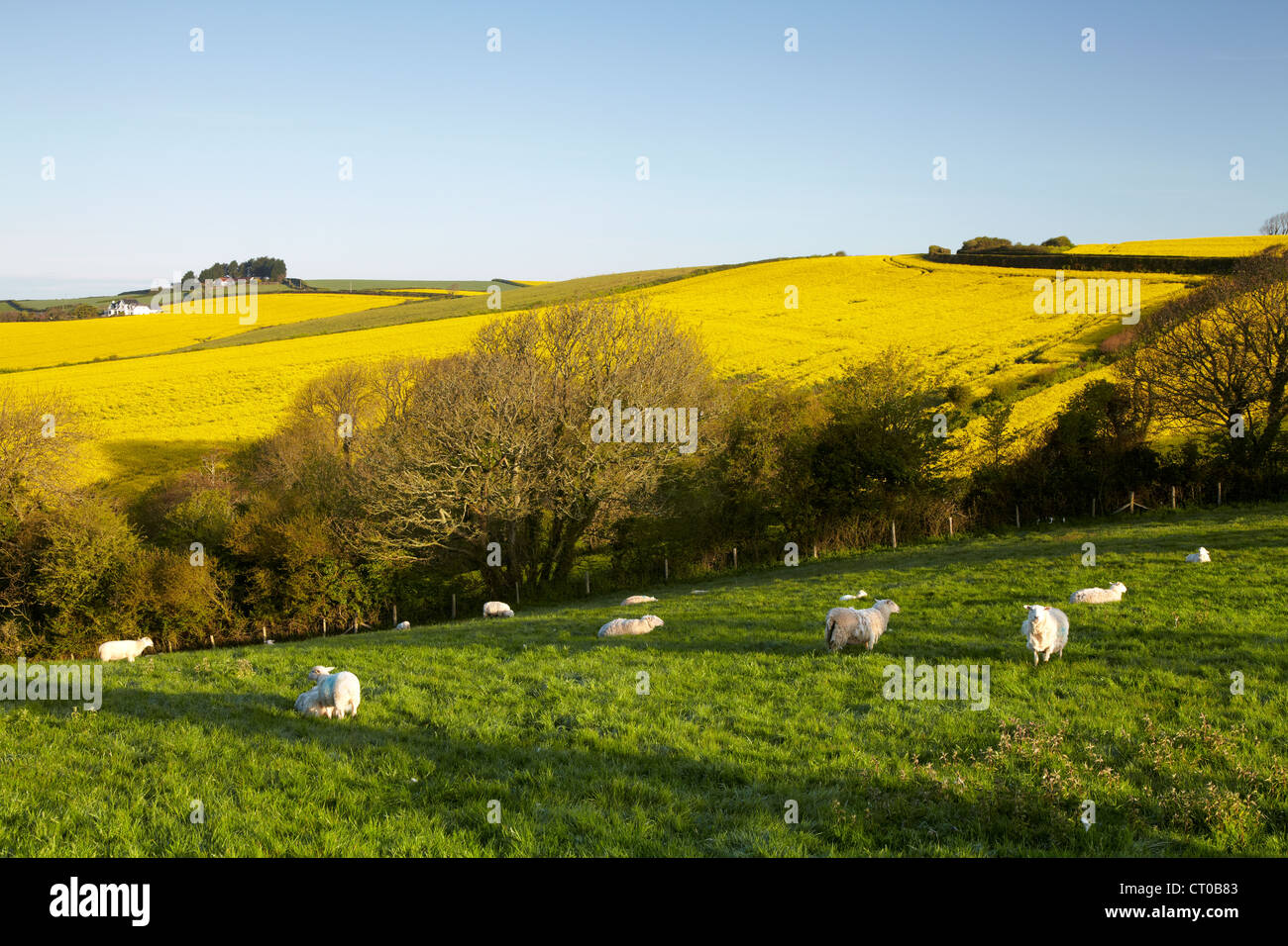 Schafe und neue Lämmer Weiden im Morgengrauen in einer saftig grünen Wiese in der Devon-Landschaft Stockfoto