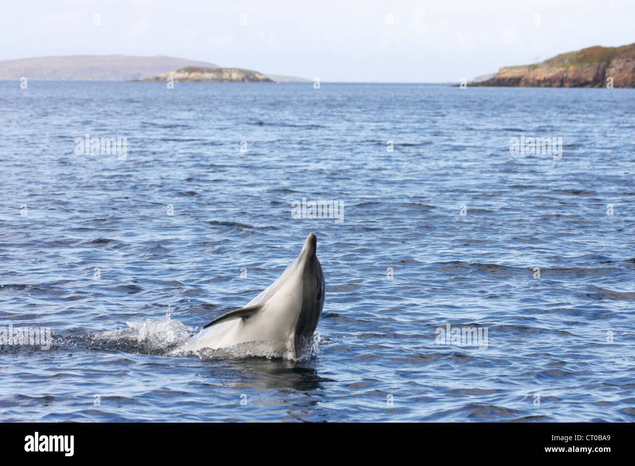 Gemeiner Delfin (Delphinus Delphis) springen, Loch Gairloch, schottische Westküste, Scotland, UK Stockfoto