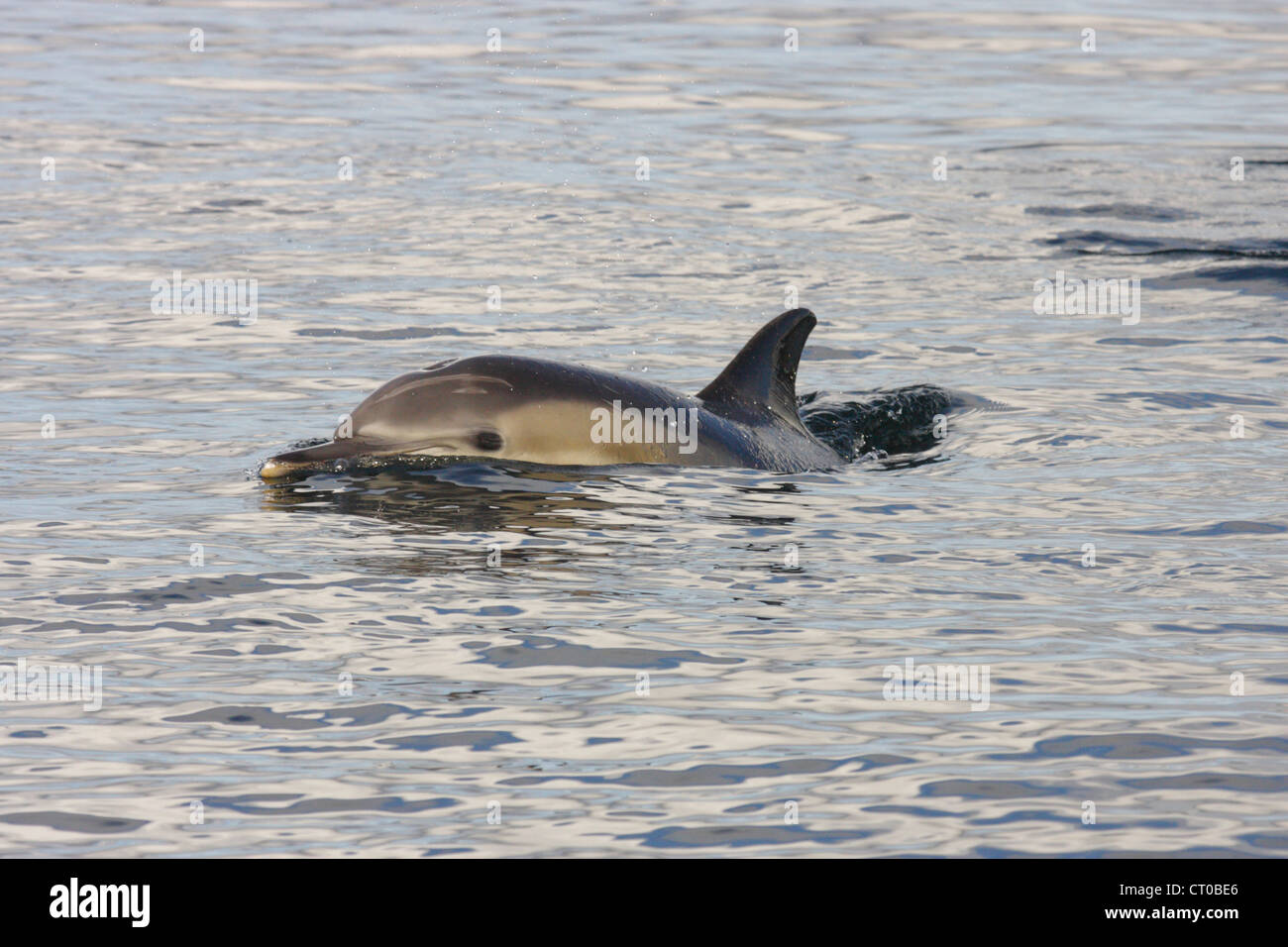 Gemeiner Delfin (Delphinus Delphis), Loch Gairloch, schottische Westküste, Scotland, UK Stockfoto
