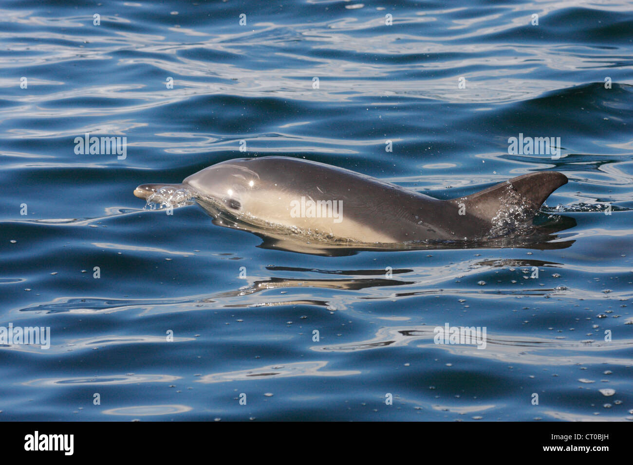 Gemeiner Delfin (Delphinus Delphis), Loch Gairloch, schottische Westküste, Scotland, UK Stockfoto
